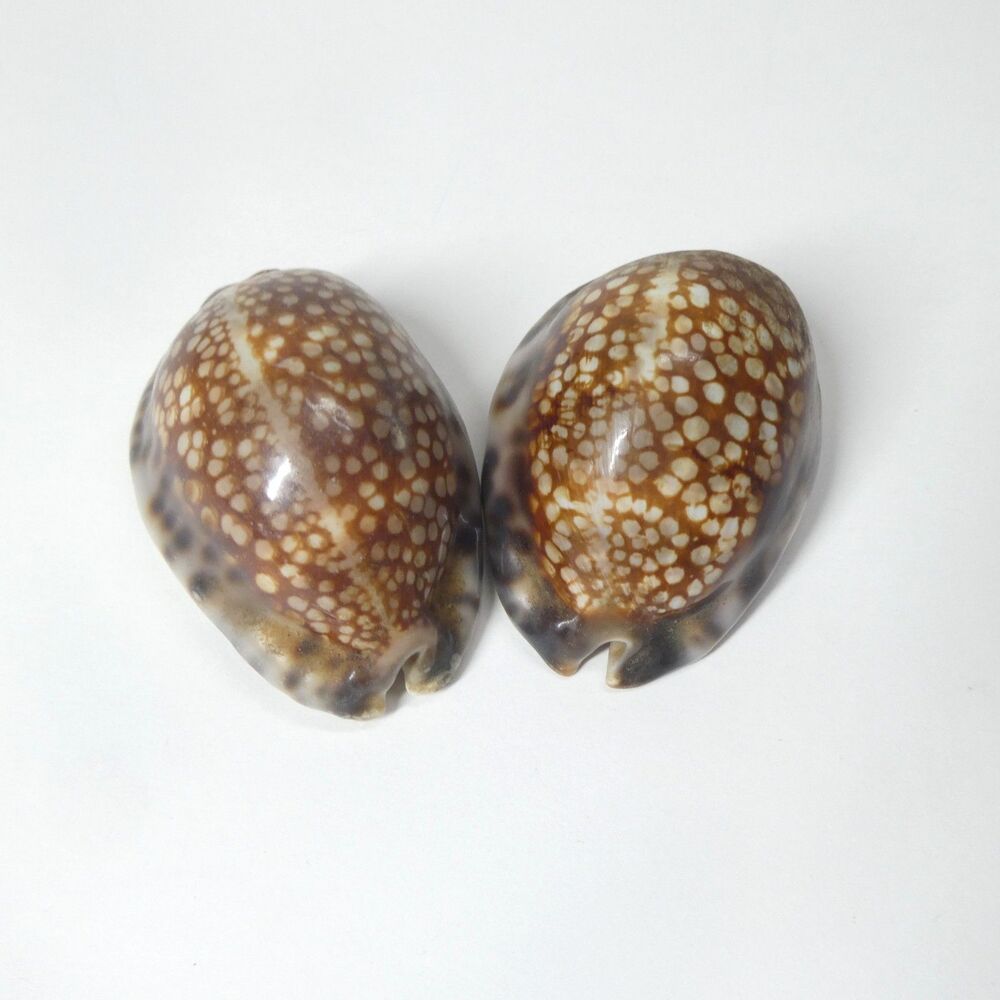 2 Mauritia Maculifera Blotched Cowry Shells Spotted 2.5" 104g